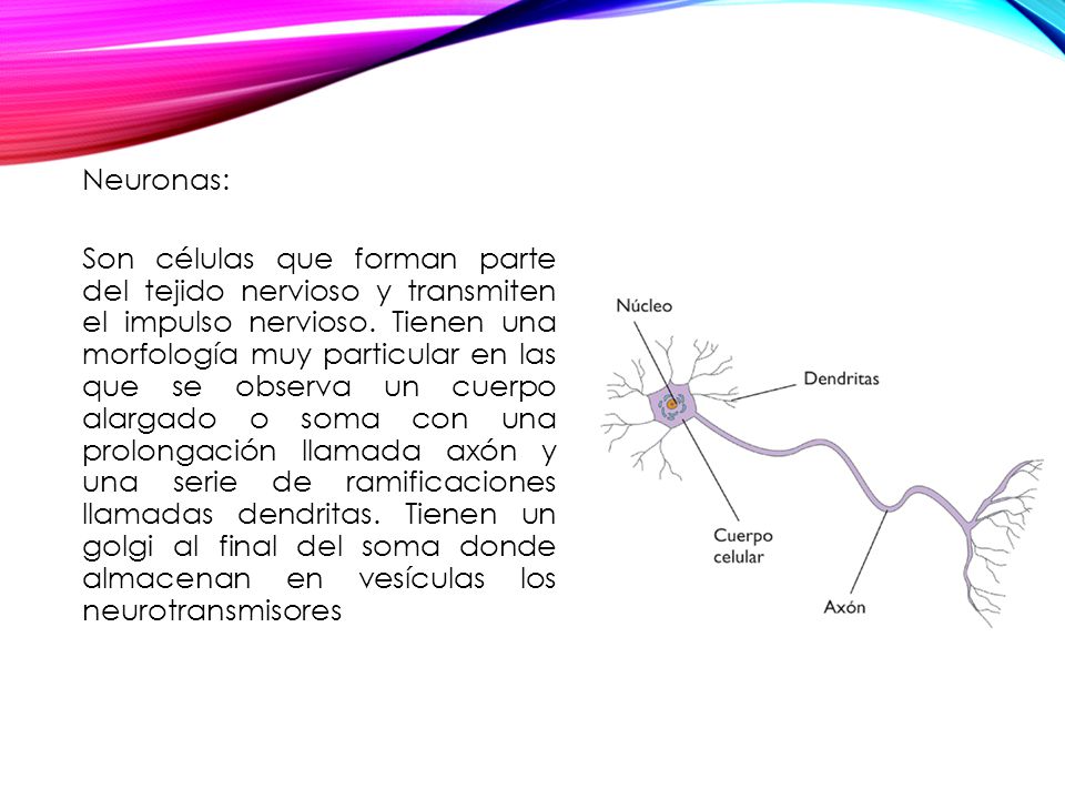 Neuronas: Son células que forman parte del tejido nervioso y transmiten el impulso nervioso.