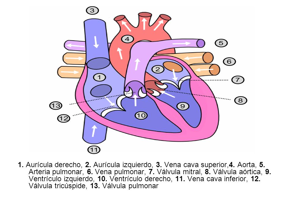 1. Aurícula derecho, 2. Aurícula izquierdo, 3. Vena cava superior,4