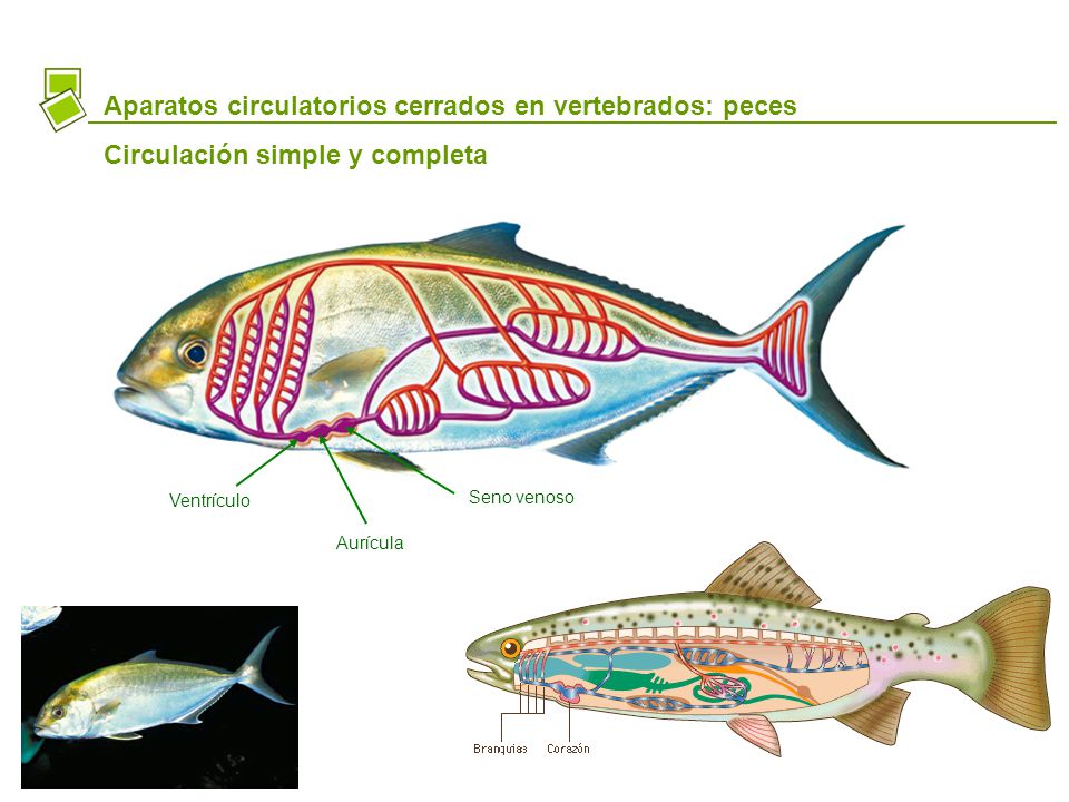 Aparatos circulatorios cerrados en vertebrados: peces