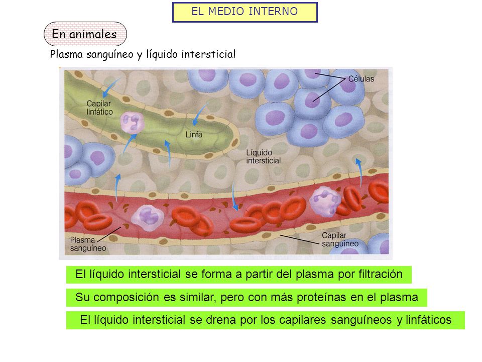 El líquido intersticial se forma a partir del plasma por filtración