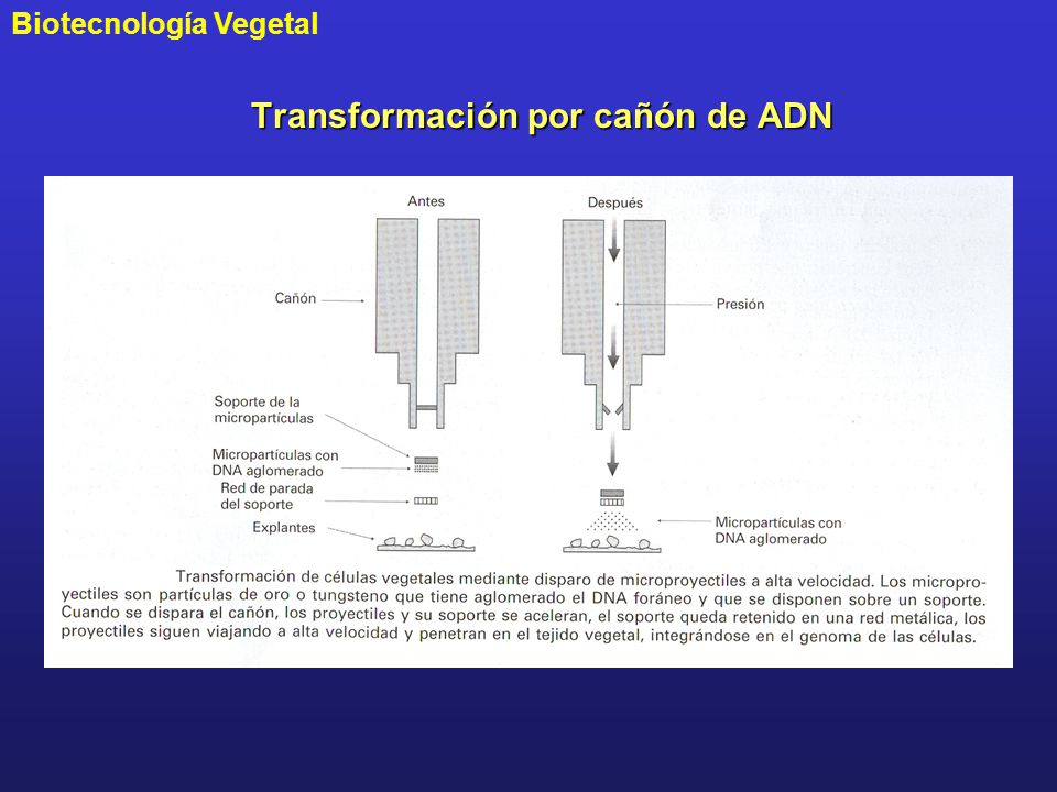 Transformación por cañón de ADN