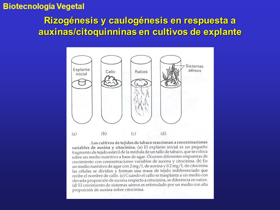 Rizogénesis y caulogénesis en respuesta a auxinas/citoquinninas en cultivos de explante
