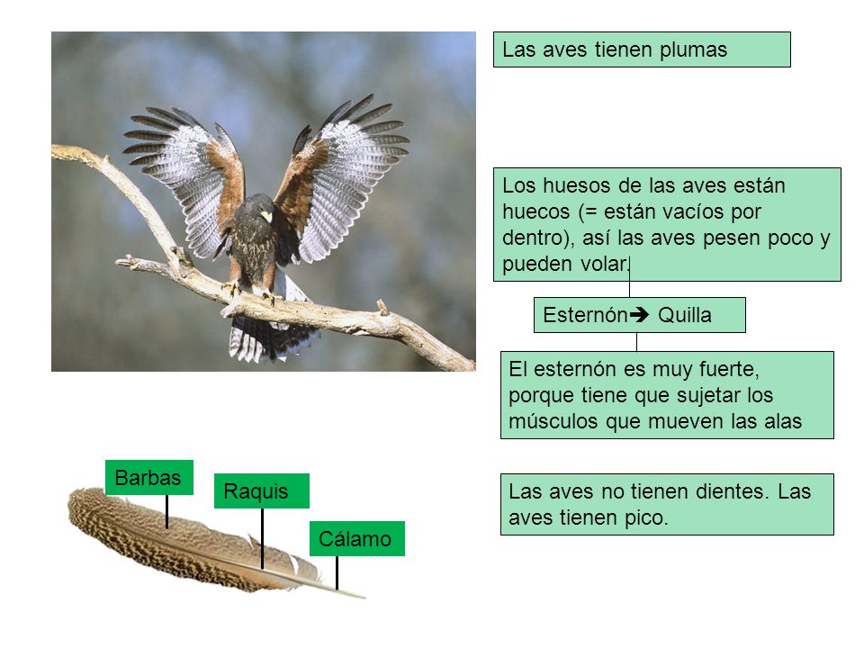 Las aves tienen plumas Los huesos de las aves están huecos (= están vacíos por dentro), así las aves pesen poco y pueden volar.