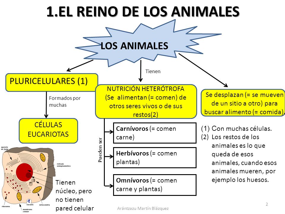 1.EL REINO DE LOS ANIMALES