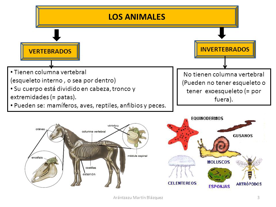 LOS ANIMALES INVERTEBRADOS VERTEBRADOS Tienen columna vertebral