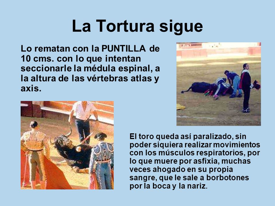La Tortura sigue Lo rematan con la PUNTILLA de 10 cms. con lo que intentan seccionarle la médula espinal, a la altura de las vértebras atlas y axis.