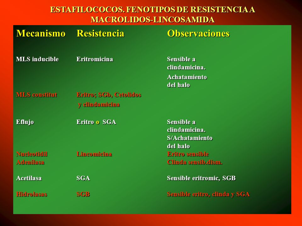 ESTAFILOCOCOS. FENOTIPOS DE RESISTENCIA A MACROLIDOS-LINCOSAMIDA