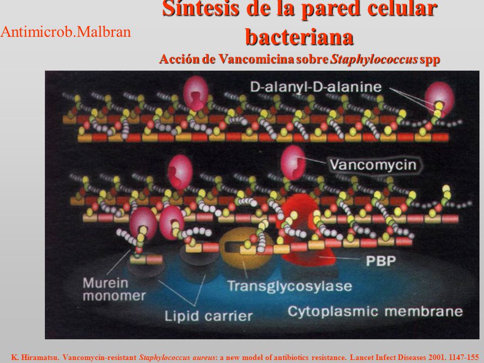 Síntesis de la pared celular bacteriana Acción de Vancomicina sobre Staphylococcus spp