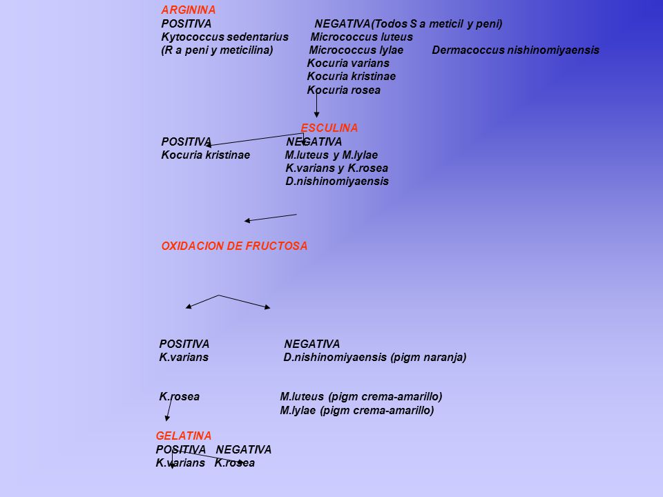 ARGININA POSITIVA NEGATIVA(Todos S a meticil y peni) Kytococcus sedentarius Micrococcus luteus.