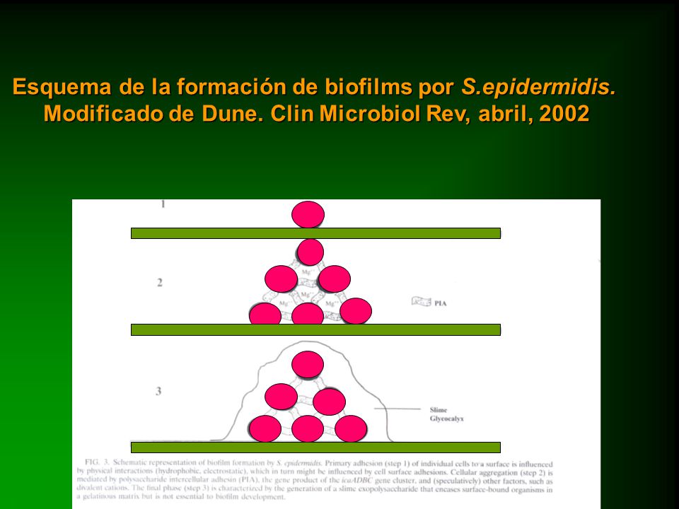 Esquema de la formación de biofilms por S.epidermidis.