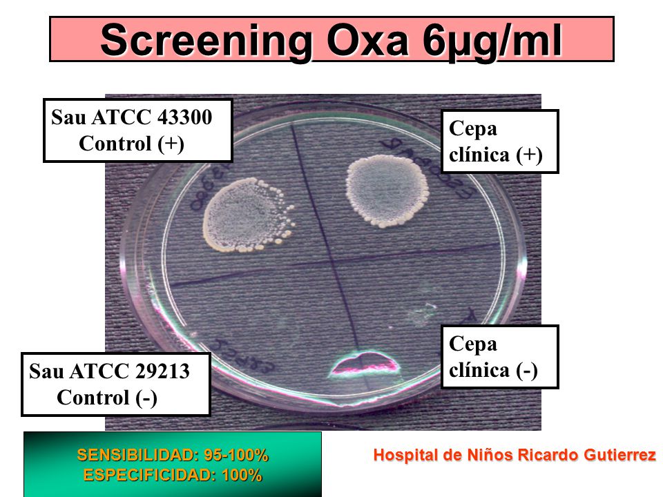 Screening Oxa 6µg/ml Sau ATCC Control (+) Cepa clínica (+)