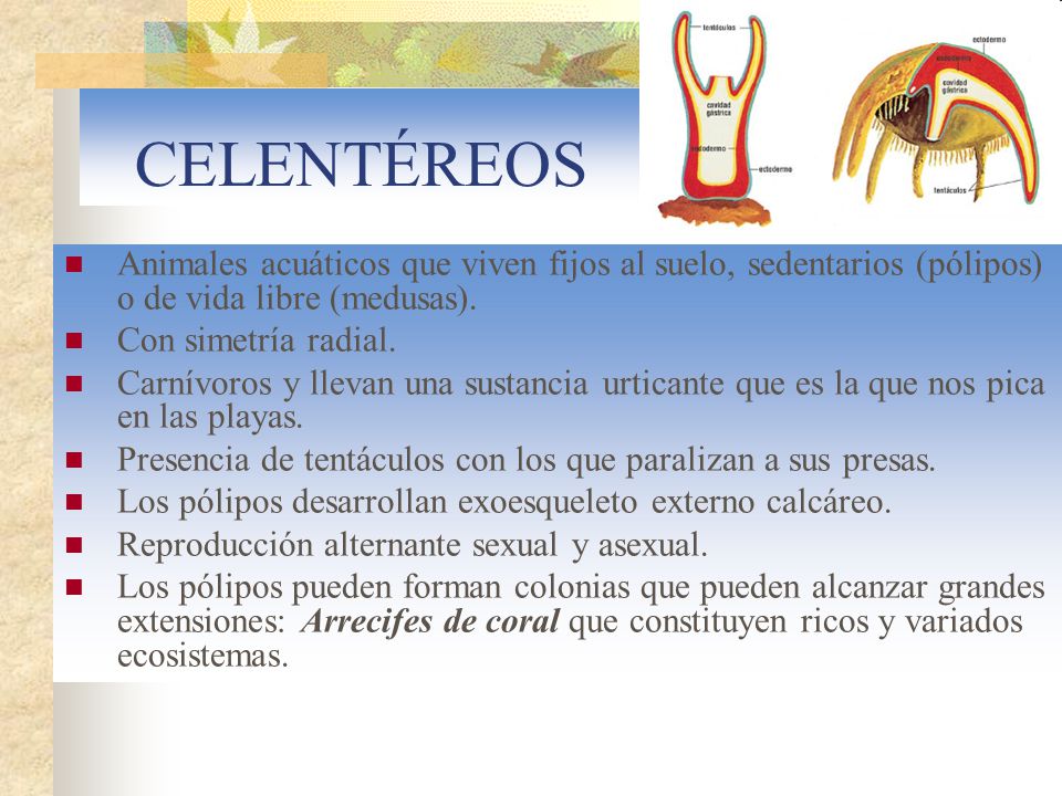 CELENTÉREOS Animales acuáticos que viven fijos al suelo, sedentarios (pólipos) o de vida libre (medusas).