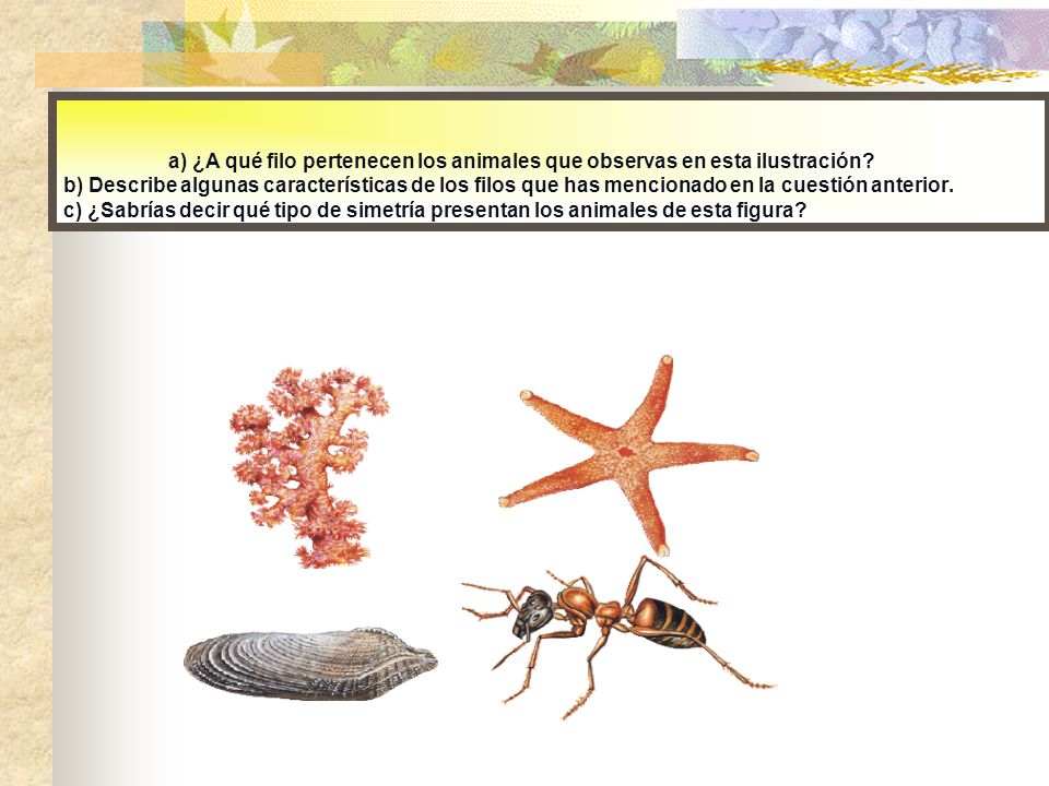 a) ¿A qué filo pertenecen los animales que observas en esta ilustración.