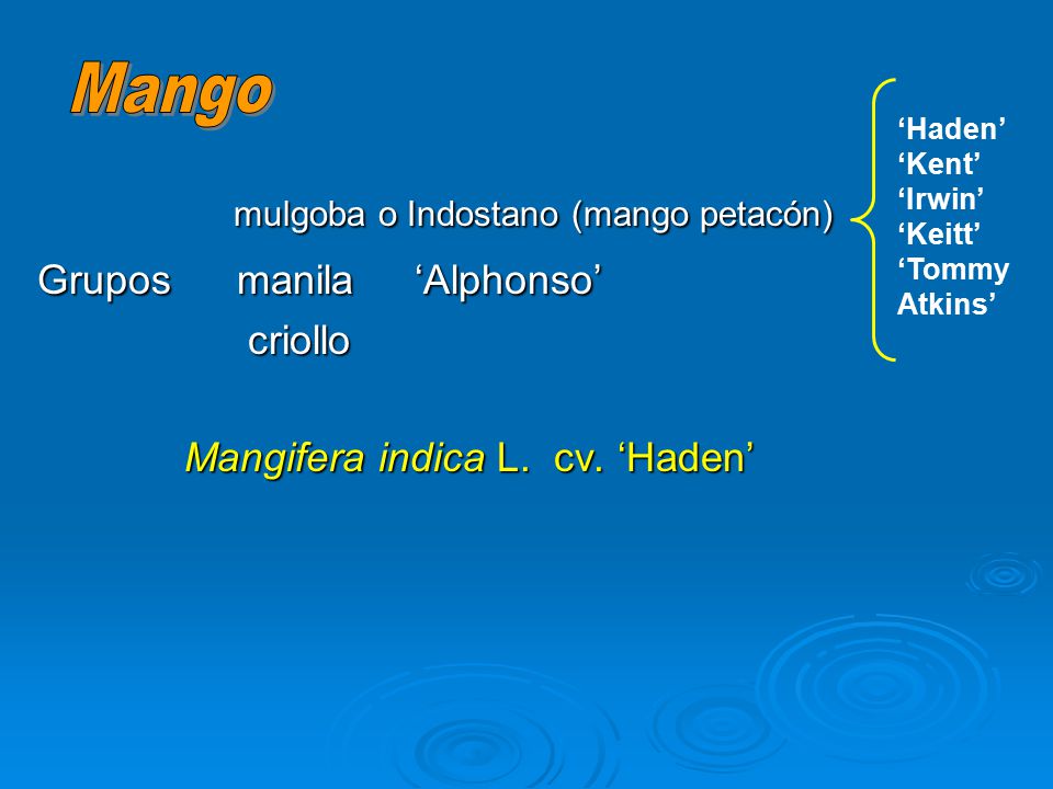 Mangifera indica L. cv. ‘Haden’
