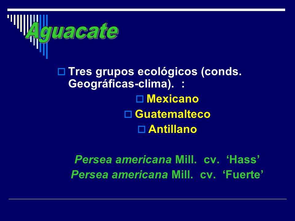 Persea americana Mill. cv. ‘Hass’ Persea americana Mill. cv. ‘Fuerte’