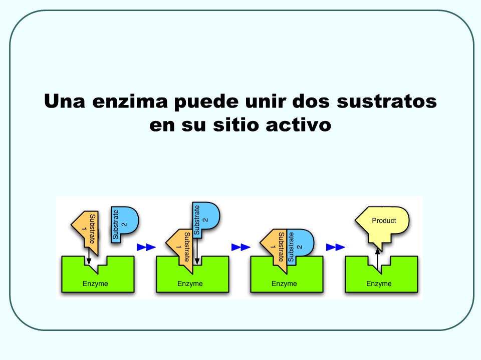 Una enzima puede unir dos sustratos en su sitio activo