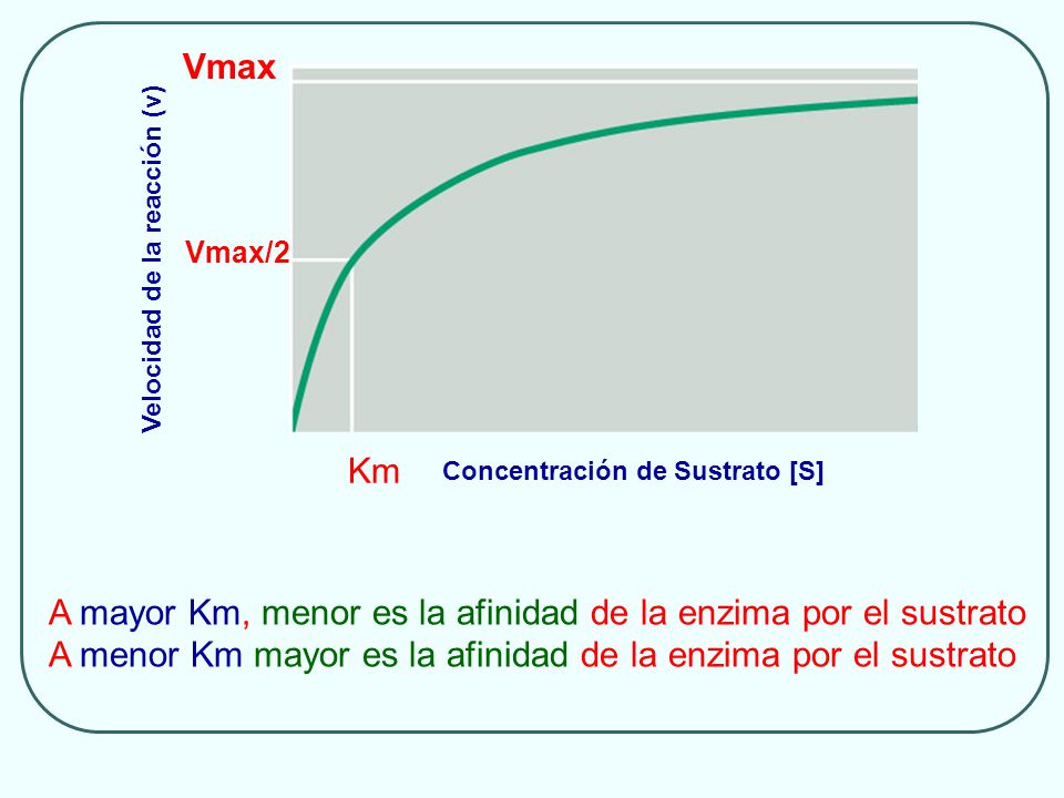 A mayor Km, menor es la afinidad de la enzima por el sustrato