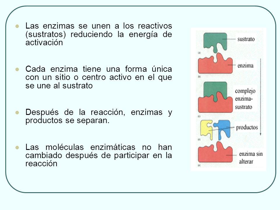 Las enzimas se unen a los reactivos (sustratos) reduciendo la energía de activación
