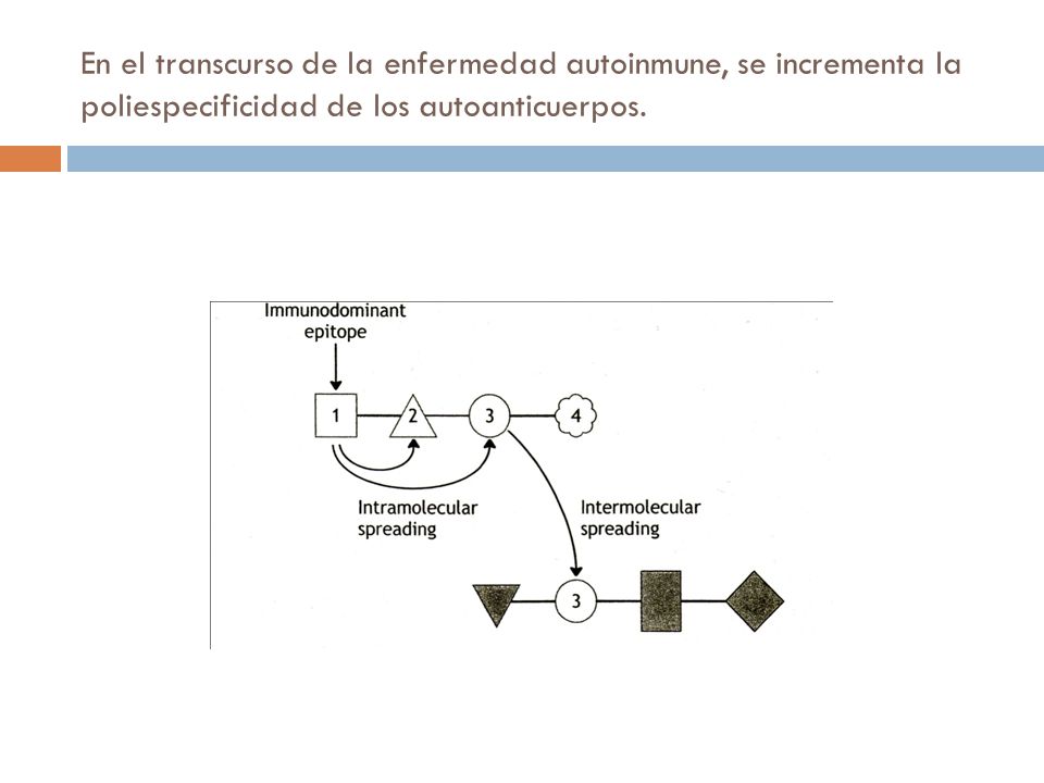 En el transcurso de la enfermedad autoinmune, se incrementa la poliespecificidad de los autoanticuerpos.