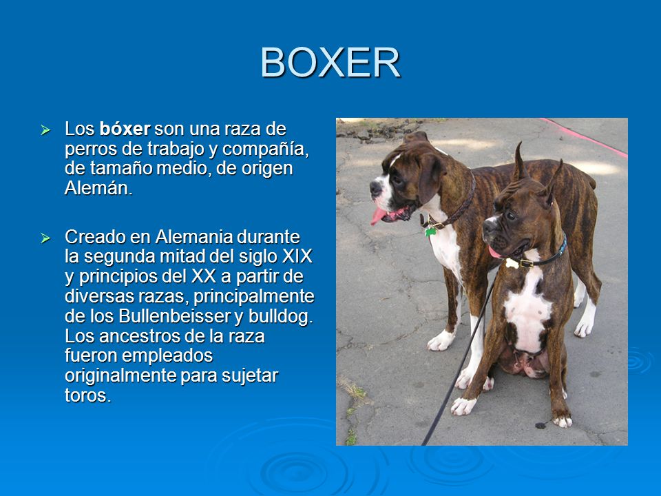 BOXER Los bóxer son una raza de perros de trabajo y compañía, de tamaño medio, de origen Alemán.