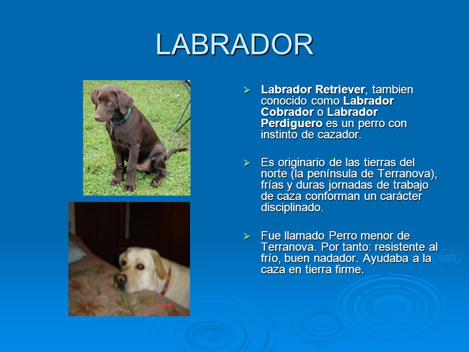 LABRADOR Labrador Retriever, tambien conocido como Labrador Cobrador o Labrador Perdiguero es un perro con instinto de cazador.