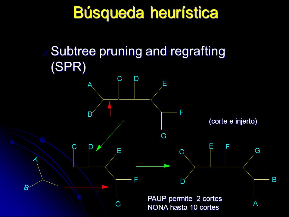 Búsqueda heurística Subtree pruning and regrafting (SPR) A B C D E F G