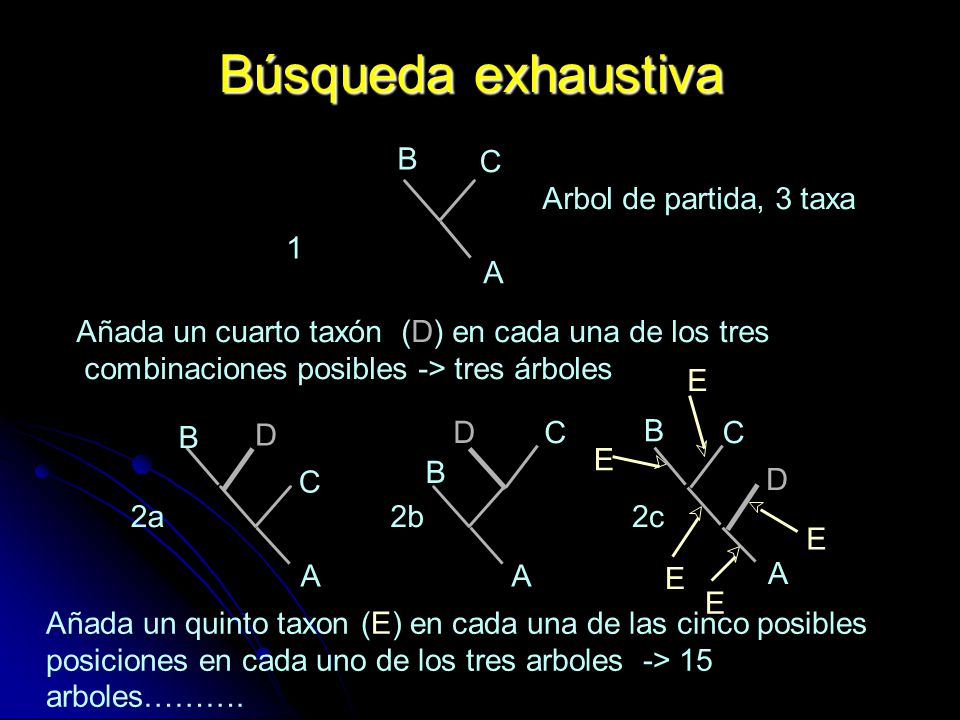 Búsqueda exhaustiva B C Arbol de partida, 3 taxa 1 A