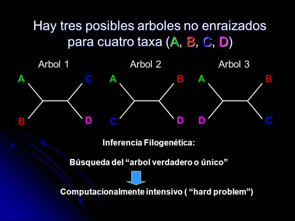 Hay tres posibles arboles no enraizados para cuatro taxa (A, B, C, D)