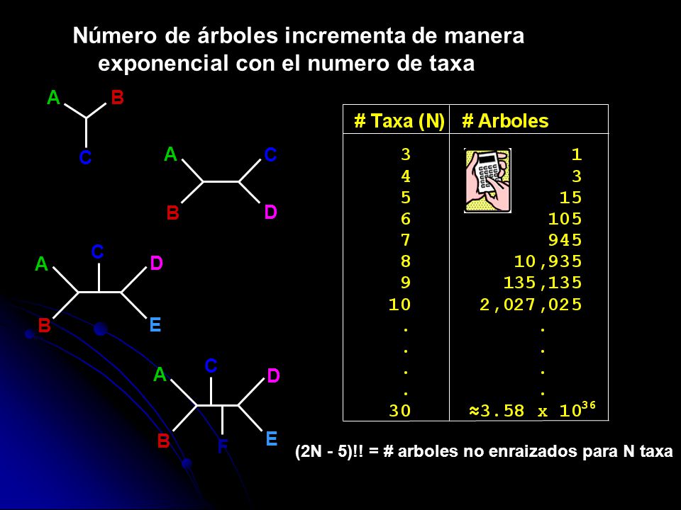 Número de árboles incrementa de manera exponencial con el numero de taxa