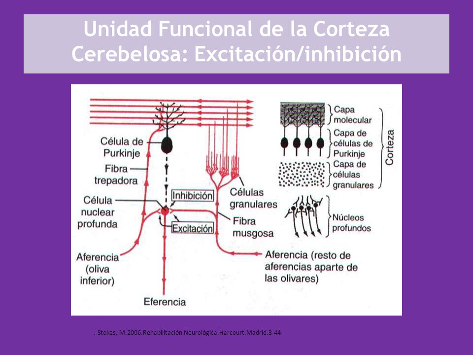Unidad Funcional de la Corteza Cerebelosa: Excitación/inhibición