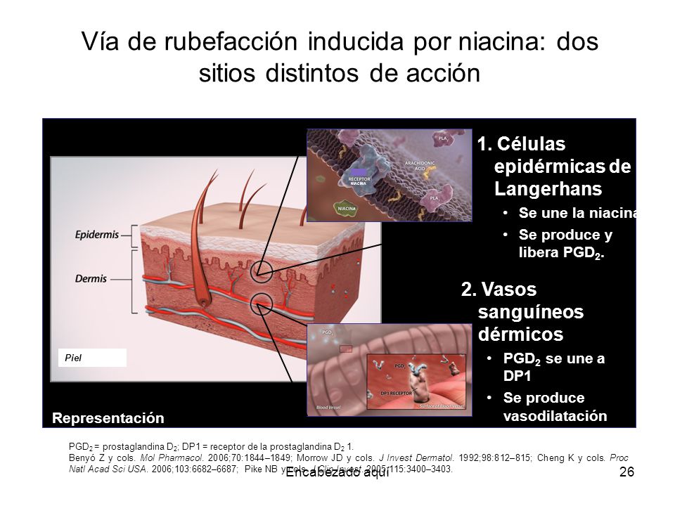 Vía de rubefacción inducida por niacina: dos sitios distintos de acción