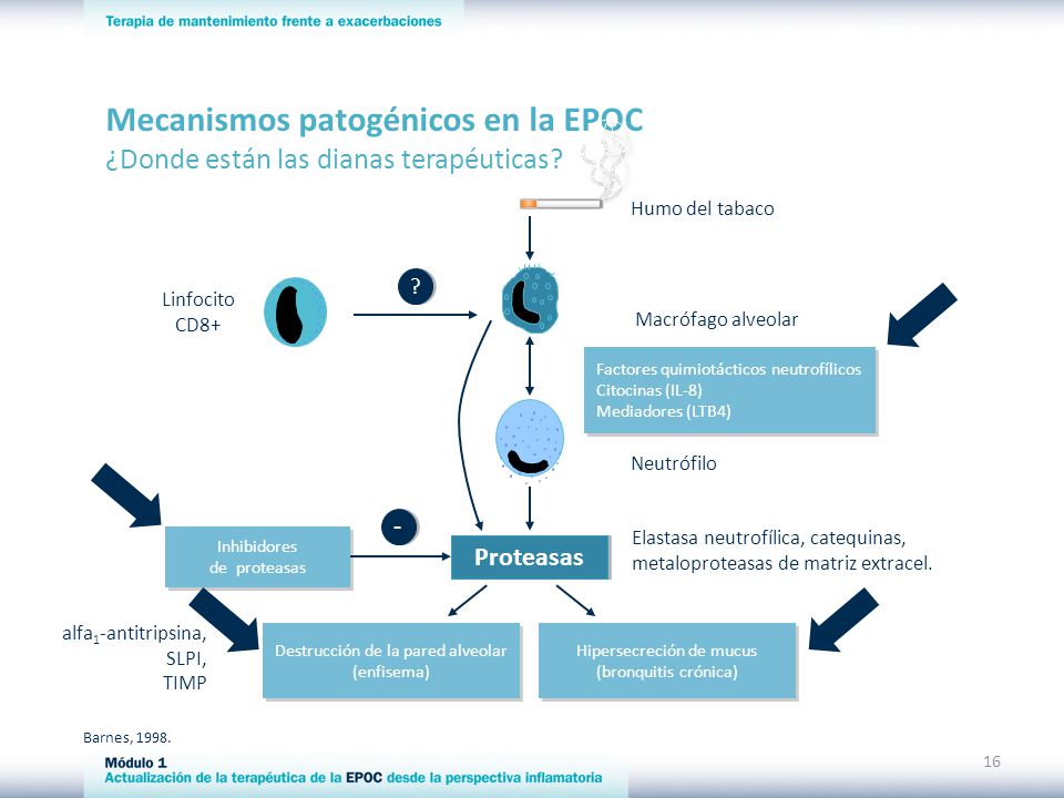 Mecanismos patogénicos en la EPOC ¿Donde están las dianas terapéuticas