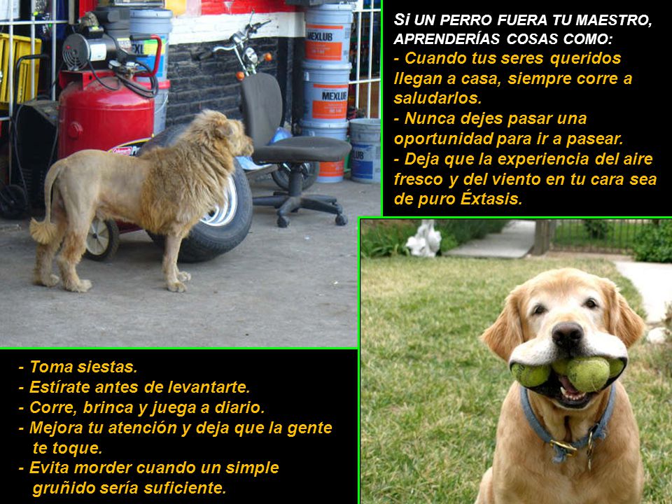 Si UN PERRO FUERA TU MAESTRO, APRENDERÍAS COSAS COMO: - Cuando tus seres queridos llegan a casa, siempre corre a saludarlos. - Nunca dejes pasar una oportunidad para ir a pasear. - Deja que la experiencia del aire fresco y del viento en tu cara sea de puro Éxtasis.