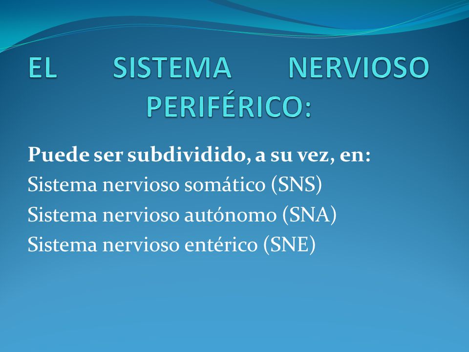 EL SISTEMA NERVIOSO PERIFÉRICO:
