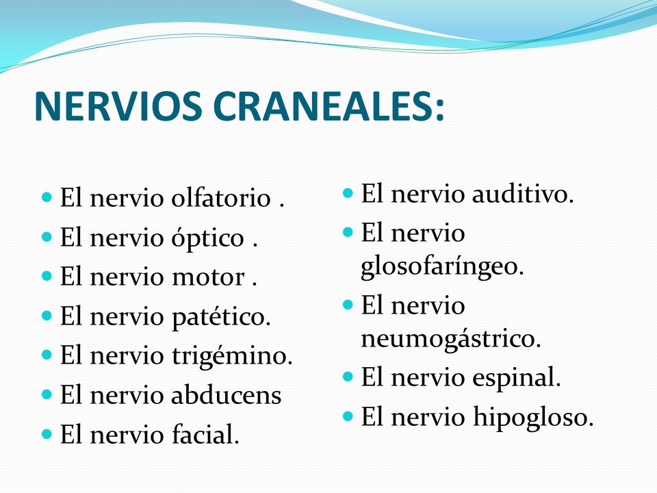 NERVIOS CRANEALES: El nervio auditivo. El nervio olfatorio .