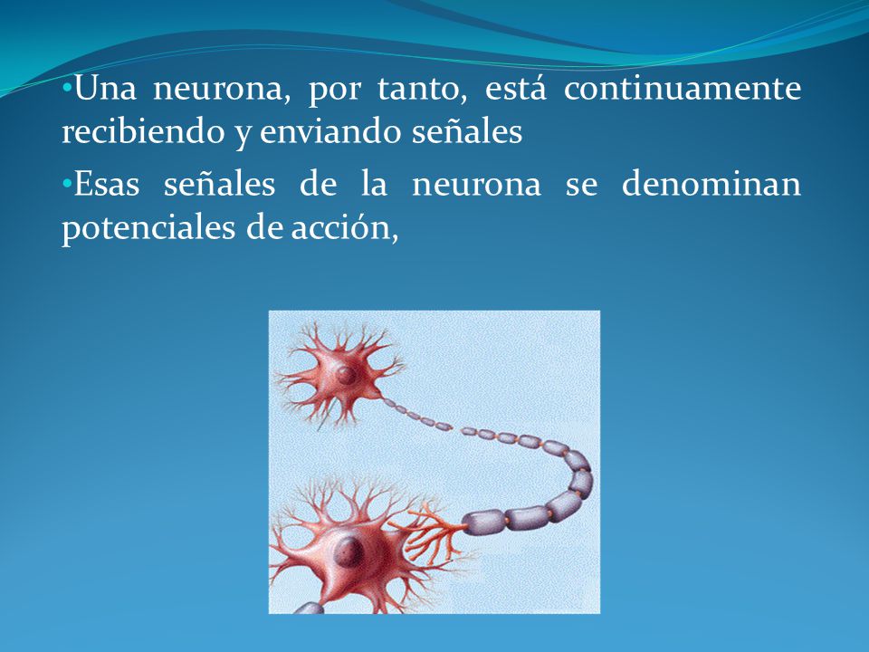 Una neurona, por tanto, está continuamente recibiendo y enviando señales