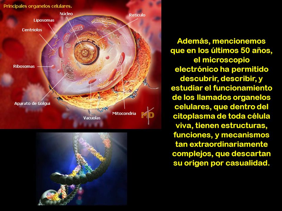 Además, mencionemos que en los últimos 50 años, el microscopio electrónico ha permitido descubrir, describir, y estudiar el funcionamiento de los llamados organelos celulares, que dentro del citoplasma de toda célula viva, tienen estructuras, funciones, y mecanismos tan extraordinariamente complejos, que descartan su origen por casualidad.