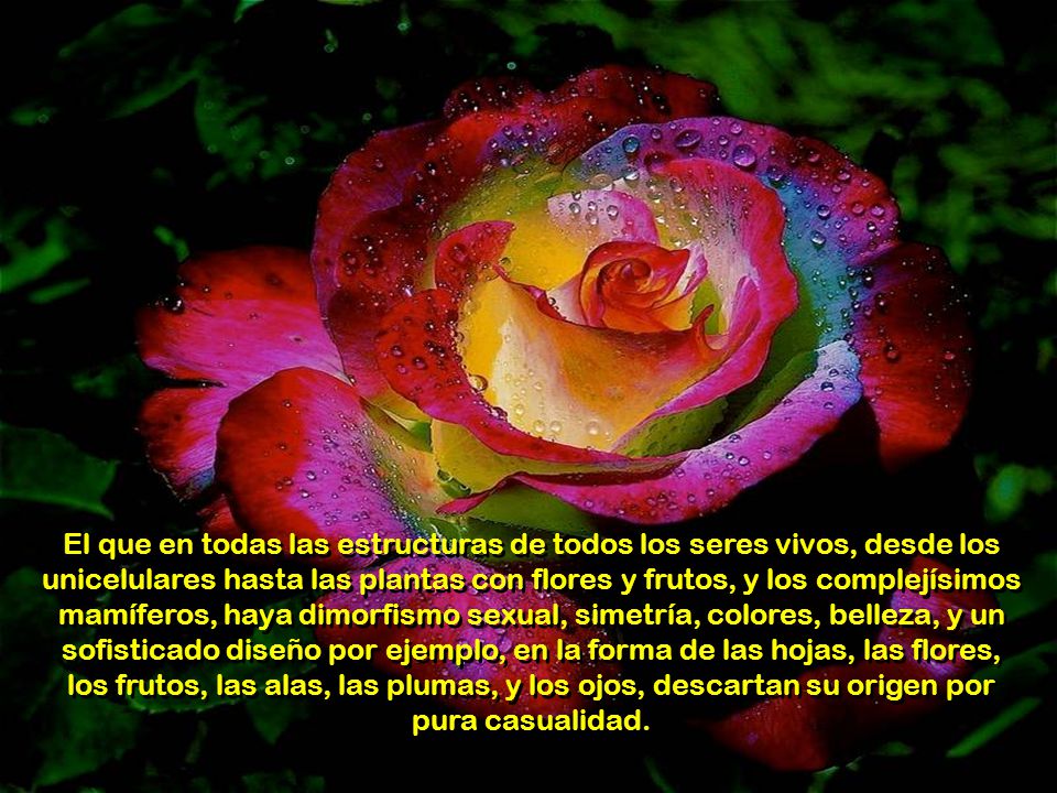 El que en todas las estructuras de todos los seres vivos, desde los unicelulares hasta las plantas con flores y frutos, y los complejísimos mamíferos, haya dimorfismo sexual, simetría, colores, belleza, y un sofisticado diseño por ejemplo, en la forma de las hojas, las flores, los frutos, las alas, las plumas, y los ojos, descartan su origen por pura casualidad.