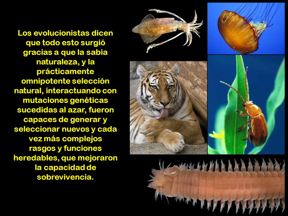Los evolucionistas dicen que todo esto surgió gracias a que la sabia naturaleza, y la prácticamente omnipotente selección natural, interactuando con mutaciones genéticas sucedidas al azar, fueron capaces de generar y seleccionar nuevos y cada vez más complejos rasgos y funciones heredables, que mejoraron la capacidad de sobrevivencia.