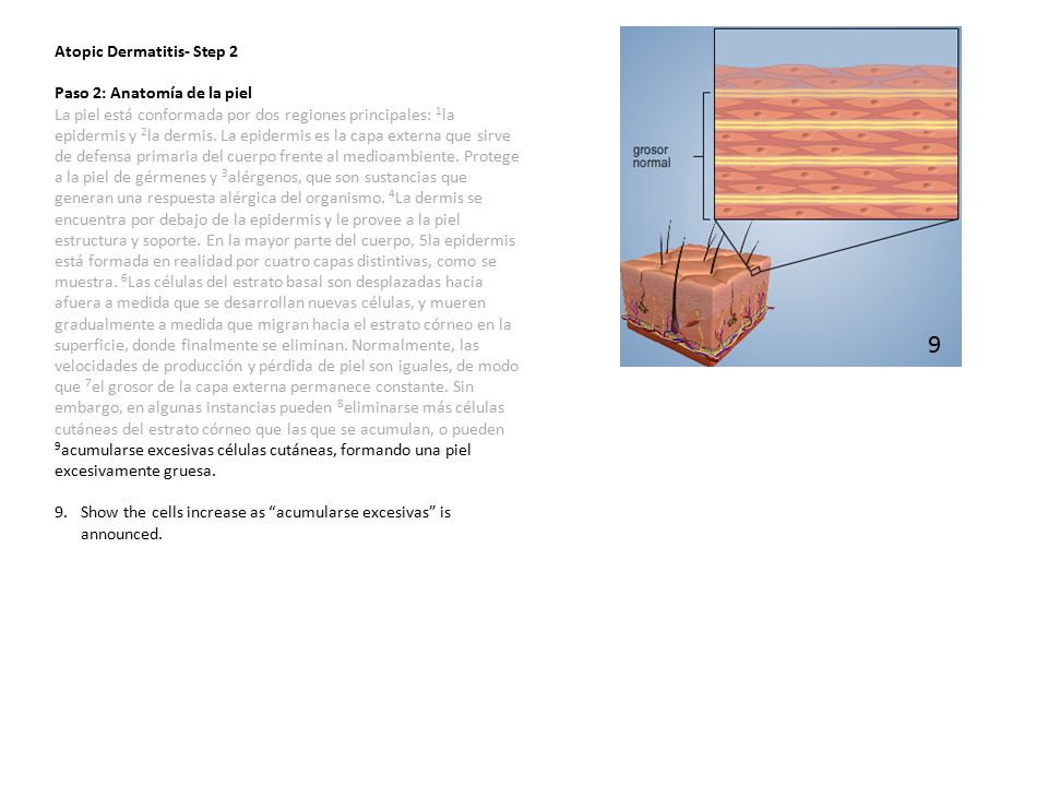 9 Atopic Dermatitis- Step 2 Paso 2: Anatomía de la piel