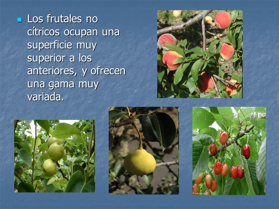 Los frutales no cítricos ocupan una superficie muy superior a los anteriores, y ofrecen una gama muy variada.