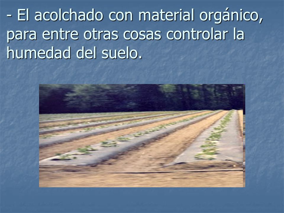 - El acolchado con material orgánico, para entre otras cosas controlar la humedad del suelo.