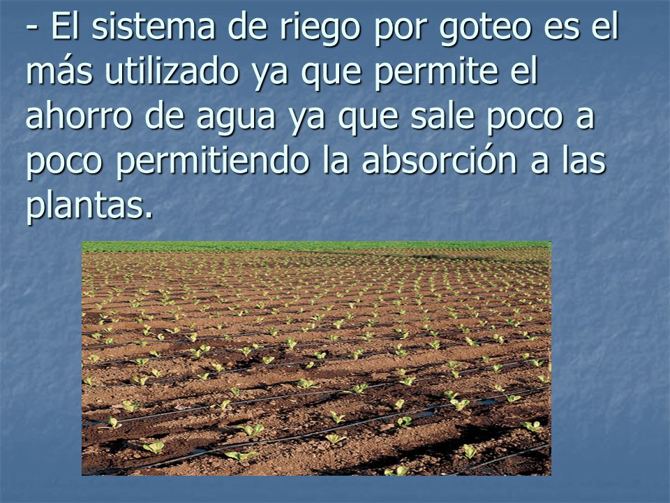 - El sistema de riego por goteo es el más utilizado ya que permite el ahorro de agua ya que sale poco a poco permitiendo la absorción a las plantas.