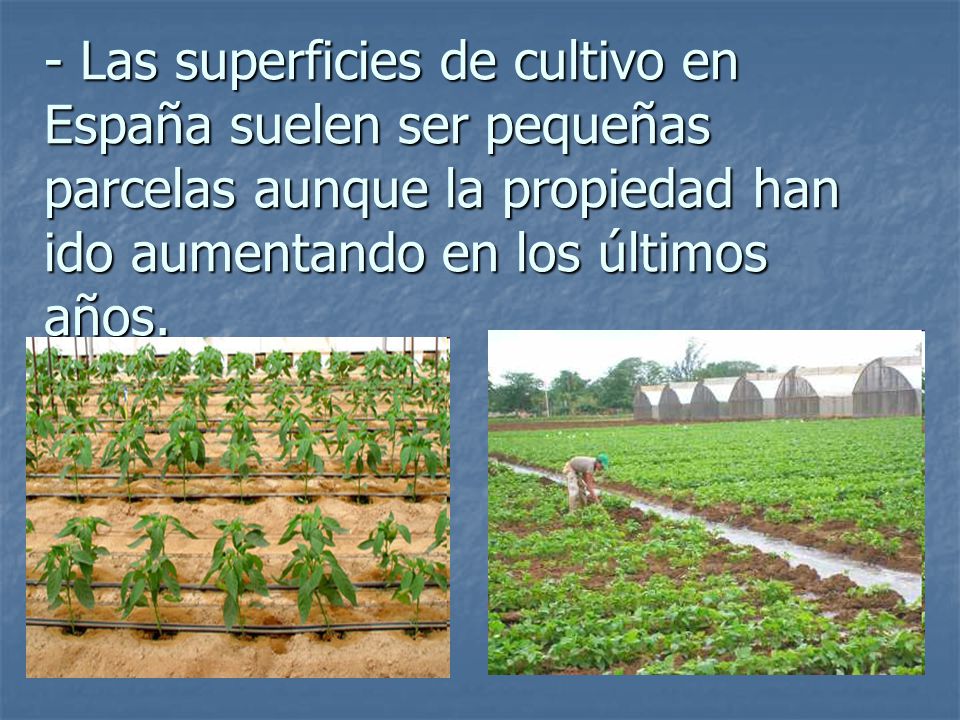 - Las superficies de cultivo en España suelen ser pequeñas parcelas aunque la propiedad han ido aumentando en los últimos años.