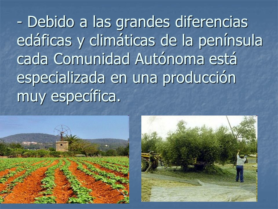 - Debido a las grandes diferencias edáficas y climáticas de la península cada Comunidad Autónoma está especializada en una producción muy específica.