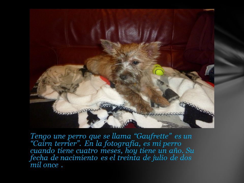 Tengo une perro que se llama Gaufrette es un Cairn terrier
