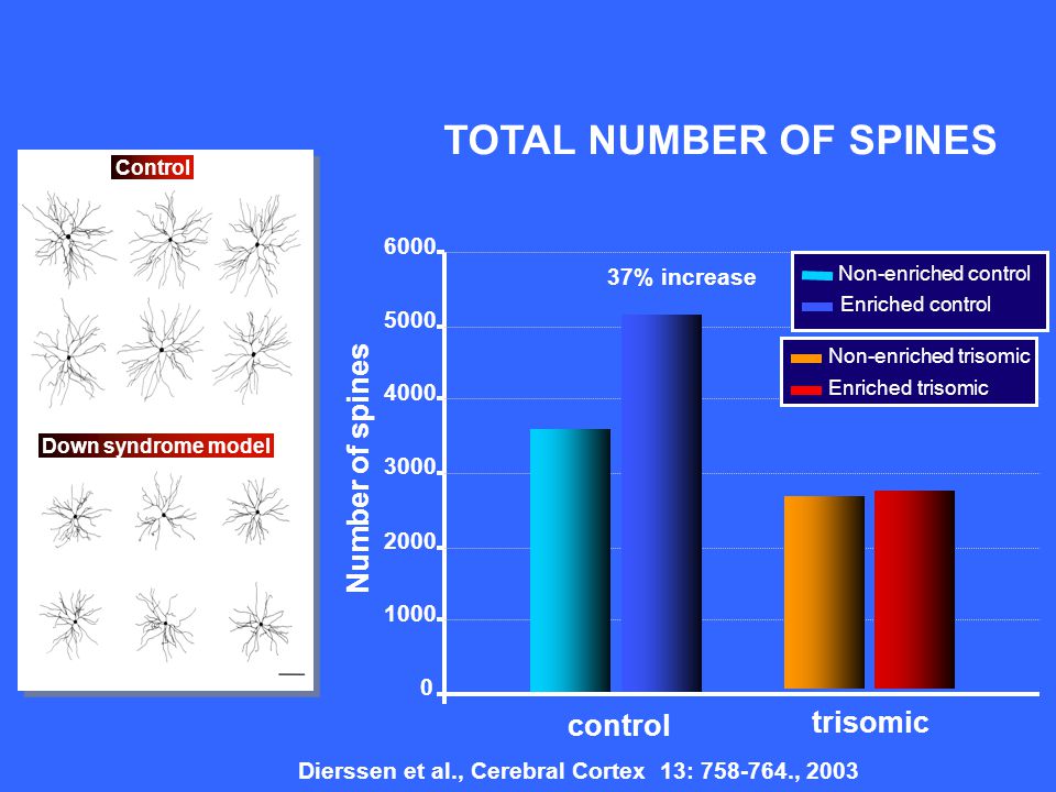 Dierssen et al., Cerebral Cortex 13: , 2003