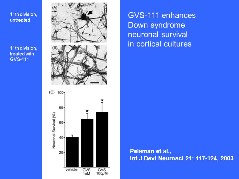 GVS-111 enhances Down syndrome neuronal survival in cortical cultures
