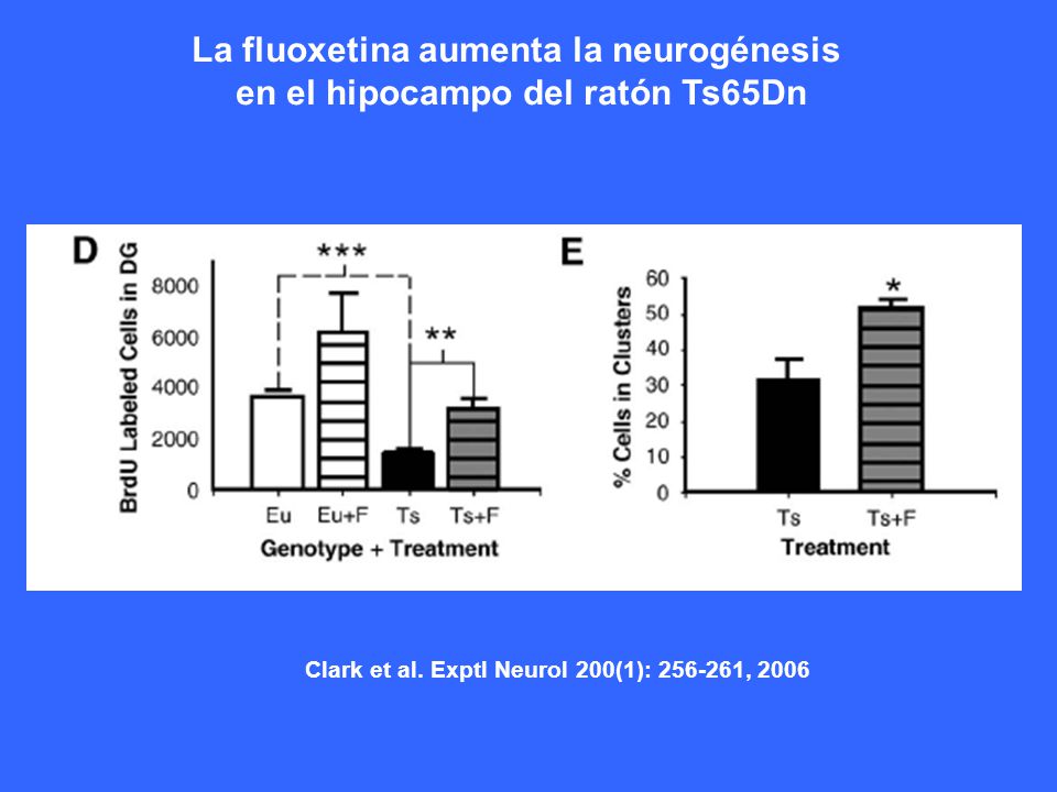 La fluoxetina aumenta la neurogénesis en el hipocampo del ratón Ts65Dn