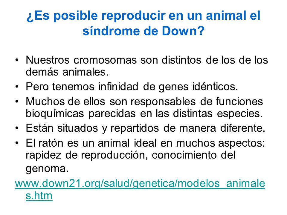 ¿Es posible reproducir en un animal el síndrome de Down